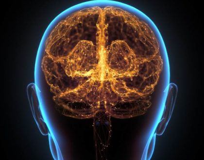 Nosso cérebro e as proteínas da longevidade