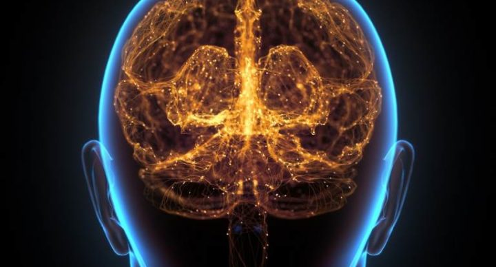 Nosso cérebro e as proteínas da longevidade